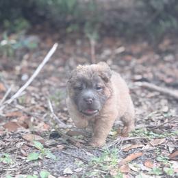 Pup Tart - Blue sable female Chinese Shar-Pei puppy in Lehigh Acres, Florida from Florida Wrinkles
