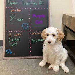 Girl 1 - Goldendoodle puppy in Gonzales, Louisiana from Honey Dream Doodles