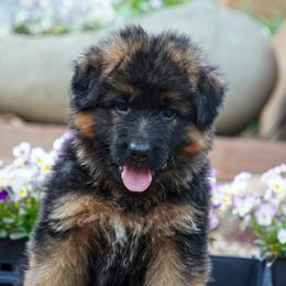 Red Collar - Black and red female German Shepherd puppy in Howell, Michigan from Sheyenne’s Shepherds