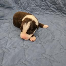 Goblin - Red tri-color male Australian Shepherd puppy in Abilene, Texas from S&K Aussies N' Rotties