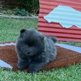 Pomeranians from Sweet Poms