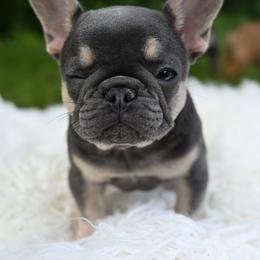 Blue Bell - Blue female French Bulldog puppy in Schnecksville, Pennsylvania from KM French Bulldogs