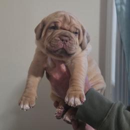 Girl Miss Blue - Fawn female Dogue de Bordeaux puppy in Michigan from Boondocks Bordeaux