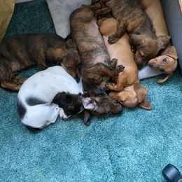Dachshund Puppies from Bella’s Puppies