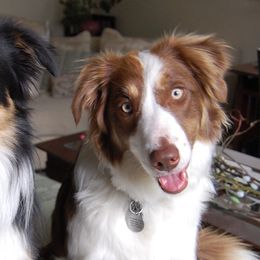 Border Collies from AWE Border Collies