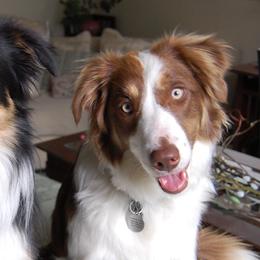 Border Collies from AWE Border Collies