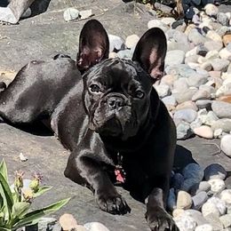 Lola - French Bulldog