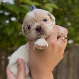 Singing Locust - White male Shih Tzu puppy in Cedar Hill, Texas from Puppy Paper House