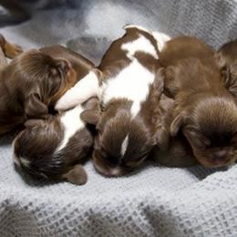 Hershey's chocolate kiss - Chocolate male Cavalier King Charles Spaniel puppy in Saint Augustine, Florida from STARGAZER CAVALIERS