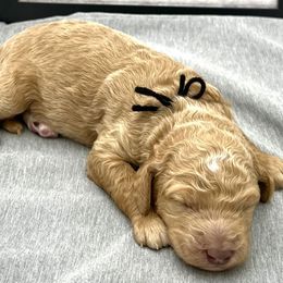Girl 6 - Poodle puppy in Wildomar, California from Pounds Puppies Poodles