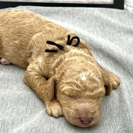 Girl 6 - Poodle puppy in Wildomar, California from Pounds Puppies Poodles
