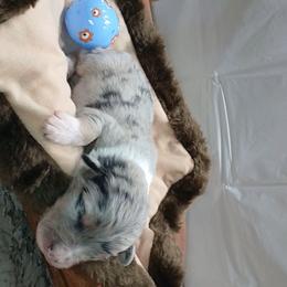 Peter - Blue merle male Australian Shepherd puppy in Elkhart, Texas from Donaldson Dogz