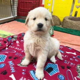 Girl 7 - Golden Retriever puppy in Newport, Pennsylvania from Liberty Golden Retrievers