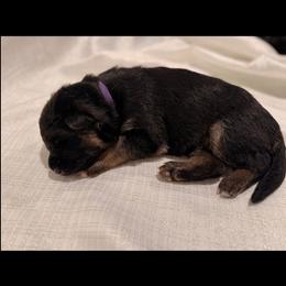 Purple color - Black and tan female German Shepherd puppy in Marion, Ohio from Legacy K9’s