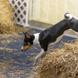Basenji Puppies from Flutesong Basenjis II