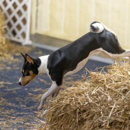 Basenji Puppies from Flutesong Basenjis II