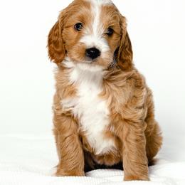 Shelly - Red  female Goldendoodle puppy in Slc, Utah from Timp Doodles