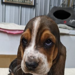 Basset Hound and Pembroke Welsh Corgi Puppies from 4 Sail Quarter Horses and Corgis