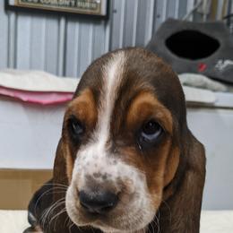 Basset Hound and Pembroke Welsh Corgi Puppies from 4 Sail Quarter Horses and Corgis