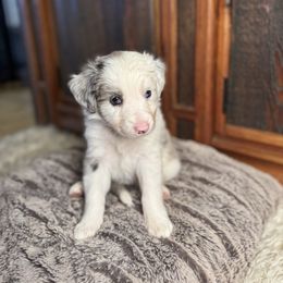 Soleil - Blue merle female Australian Shepherd puppy in Columbia Falls, Montana from Firefly Horse Co Wellness Retreat Center