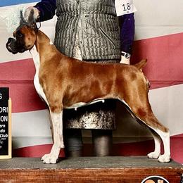 Charm - Boxer