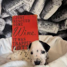 Shiraz - White and black male Dalmatian puppy in Claremore, Oklahoma from Lotsofdots Dalmatians