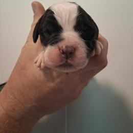 HAMBONE - Brown and white male Saint Bernard puppy in Kinsman, Ohio from Coleman Saint Bernards of Ohio