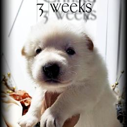 Christa - White female German Shepherd puppy in Sequim, Washington from German Shepherd Haus