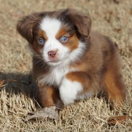Red Merle 1 - Red merle male Miniature Australian Shepherd puppy in Lawton, Oklahoma from Lindsey’s Aussies