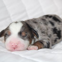 Emma -BLUE TRI MERLE - Blue merle female Bernedoodle puppy in Apple Creek, Ohio from Kathryn Troyer