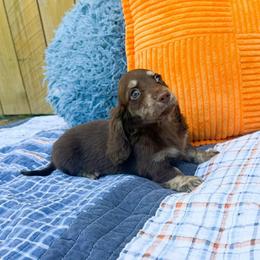 Walker - Chocolate male Dachshund puppy in New Albany, Mississippi from Double A. Doxies