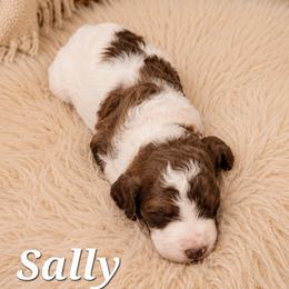 Sally - Parti female Poodle puppy in Dover, Delaware from Dogtastic Poodles
