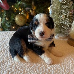 Boy 2 - male Bernedoodle puppy in Perrysville, Ohio from Pleasant Valley Bernedoodles