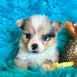 Blake - Blue merle and white male American Corgi puppy in Los Lunas, New Mexico from Blue Diamond Welsh corgis