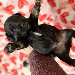 Remington - Black and white male Schnoodle puppy in Warrensburg, Missouri from Dreamer Ridge Puppies
