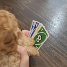 Cavapoo Puppies from Prince Pups