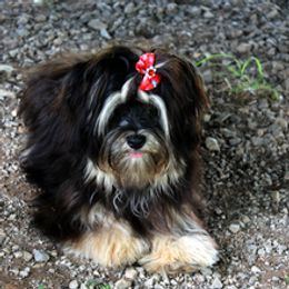 Lolita - Havanese