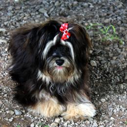 Lolita - Havanese