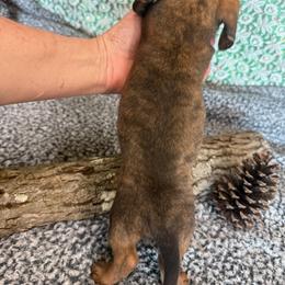 Simon - Brindle male Dachshund puppy in Mountain Home, Arkansas from Furry Friends Kennel