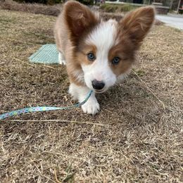 Great Dane, Irish Wolfhound, and Pembroke Welsh Corgi Puppies from Bre’s Bodacious’s