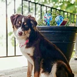 Amber - Miniature Australian Shepherd