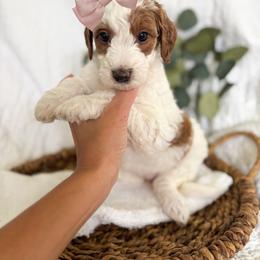 Dawn - Parti female Goldendoodle puppy in Chesapeake, Virginia from Buck's Pups