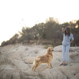 Cavalier King Charles Spaniel and Golden Retriever Puppies from Tsarevich Goldens and Cavaliers