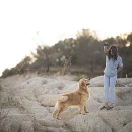 Cavalier King Charles Spaniel and Golden Retriever Puppies from Tsarevich Goldens and Cavaliers