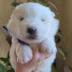 Luna - White female Samoyed puppy in Downey, Idaho from Seven Diamond Samoyeds