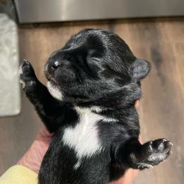 Carter - Black male Miniature Schnauzer puppy in Interlachen, Florida from Pam's Schnauzers