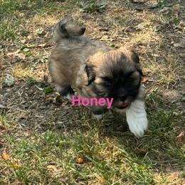 Honey - Grizzle female Lhasa Apso puppy in Snover, Michigan from Lhasa Fur Life