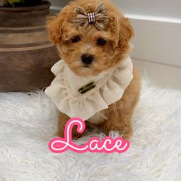Lace - Apricot female Maltipoo puppy in Buford, Georgia from Petite Posh Puppies