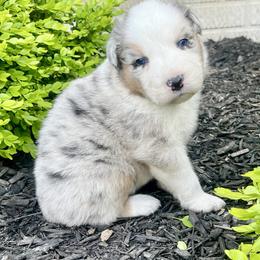 Stanley - Blue merle male Australian Shepherd puppy in Loda, Illinois from Pilcher Farms