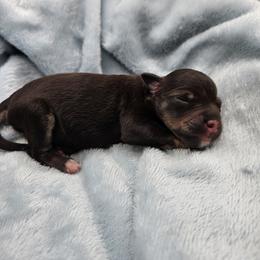 Katarina - Liver female Miniature Schnauzer puppy in Crosby, Texas from Raisin' the Woof Schnauzers
